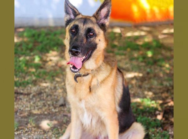 Shelter Pet Safety Net