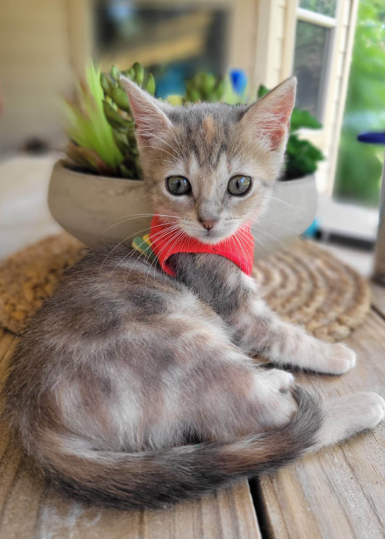 Shelter Pet Safety Net