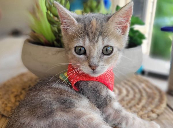 Shelter Pet Safety Net