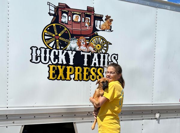 Shelter Pet Safety Net