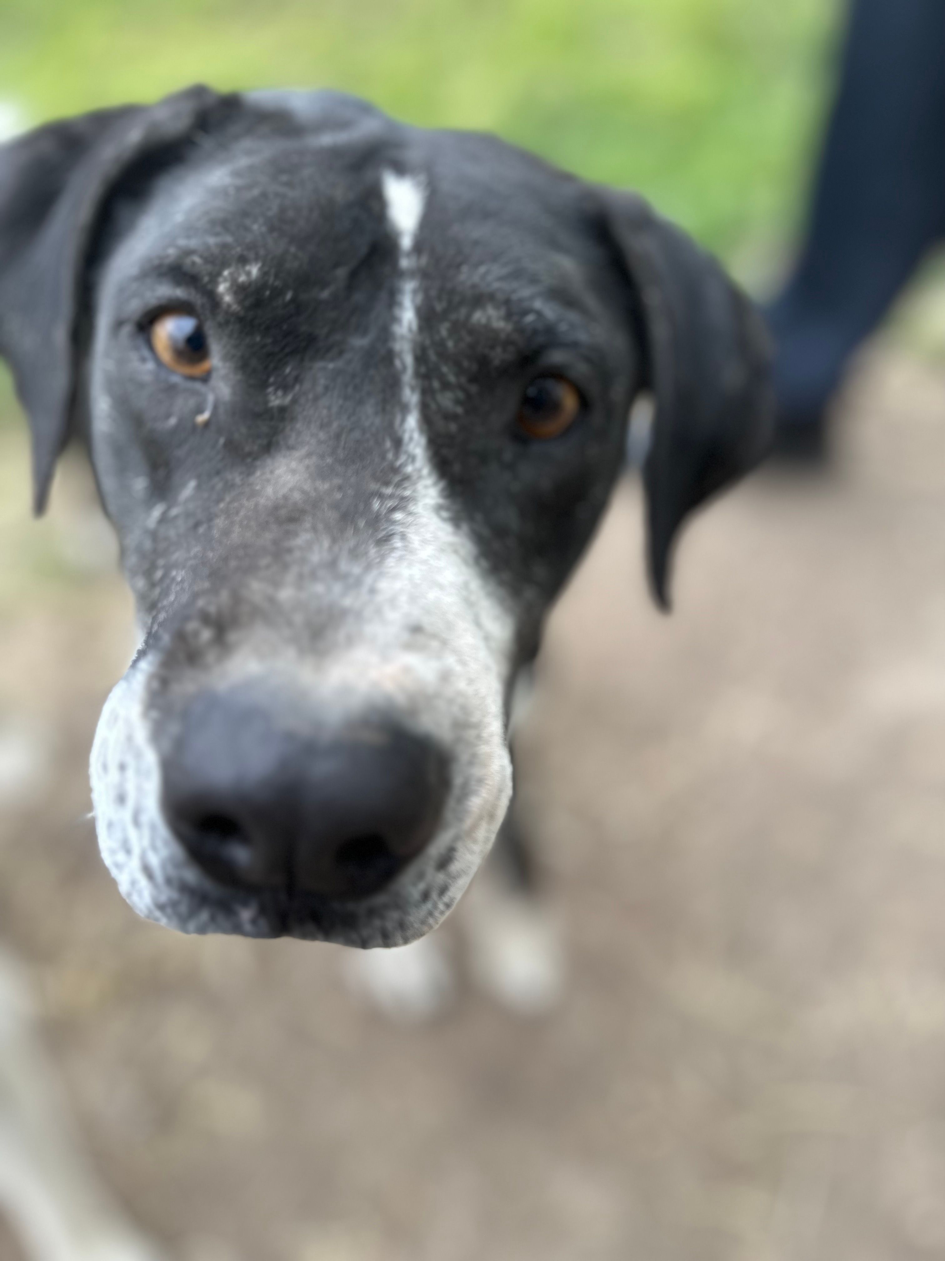 Charlyne's Pound Puppies