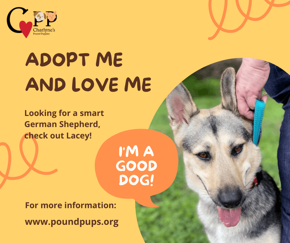 Charlyne's Pound Puppies