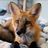 WEST Wildlife Rehab