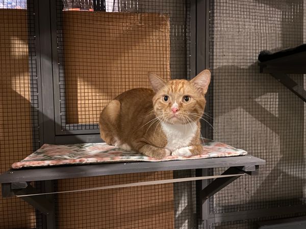 Purrecious 9 Lives Rescue & Sanctuary