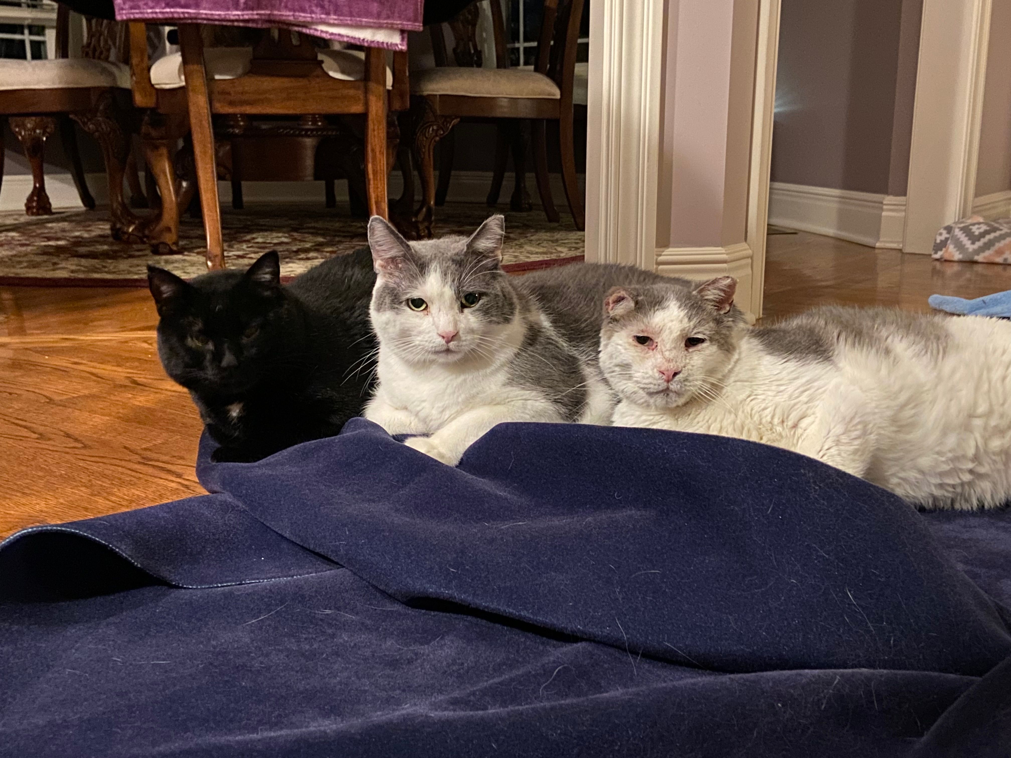 Purrecious 9 Lives Rescue & Sanctuary