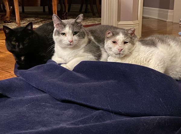 Purrecious 9 Lives Rescue & Sanctuary
