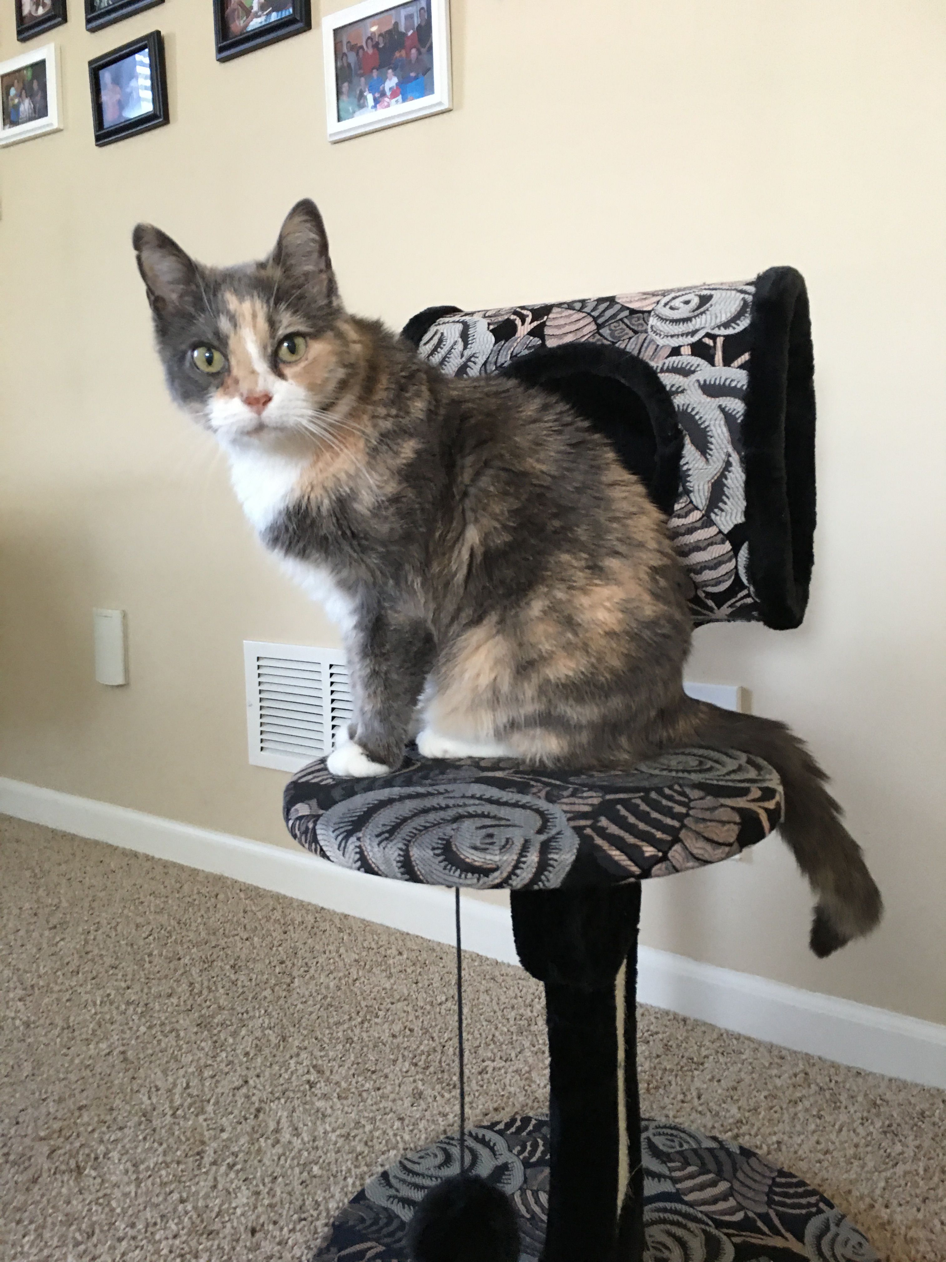 Purrecious 9 Lives Rescue & Sanctuary