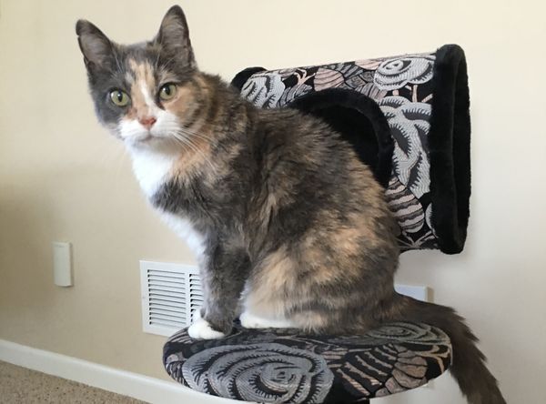 Purrecious 9 Lives Rescue & Sanctuary