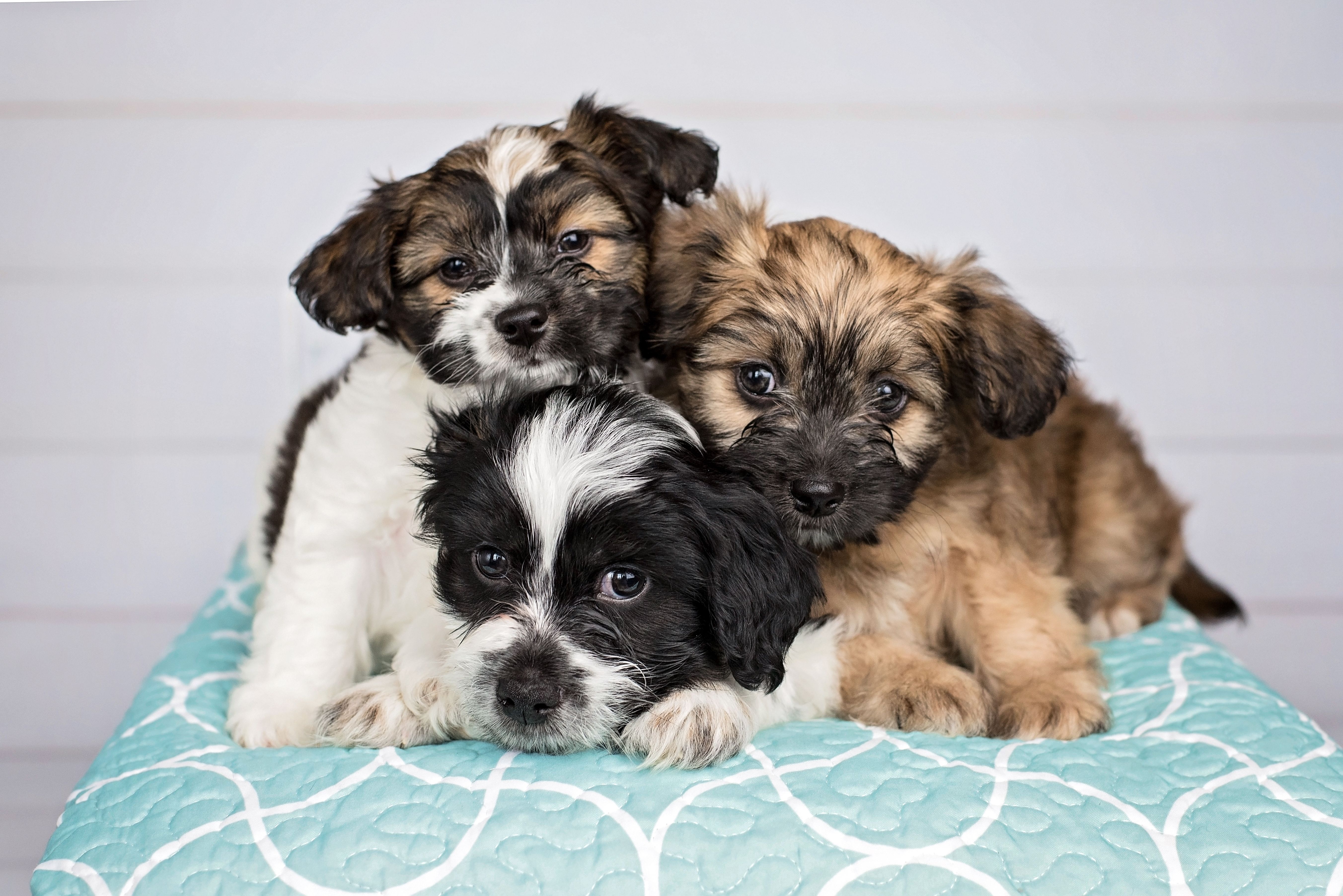 Pawsitive Tails, Inc