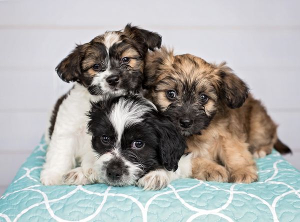 Pawsitive Tails, Inc