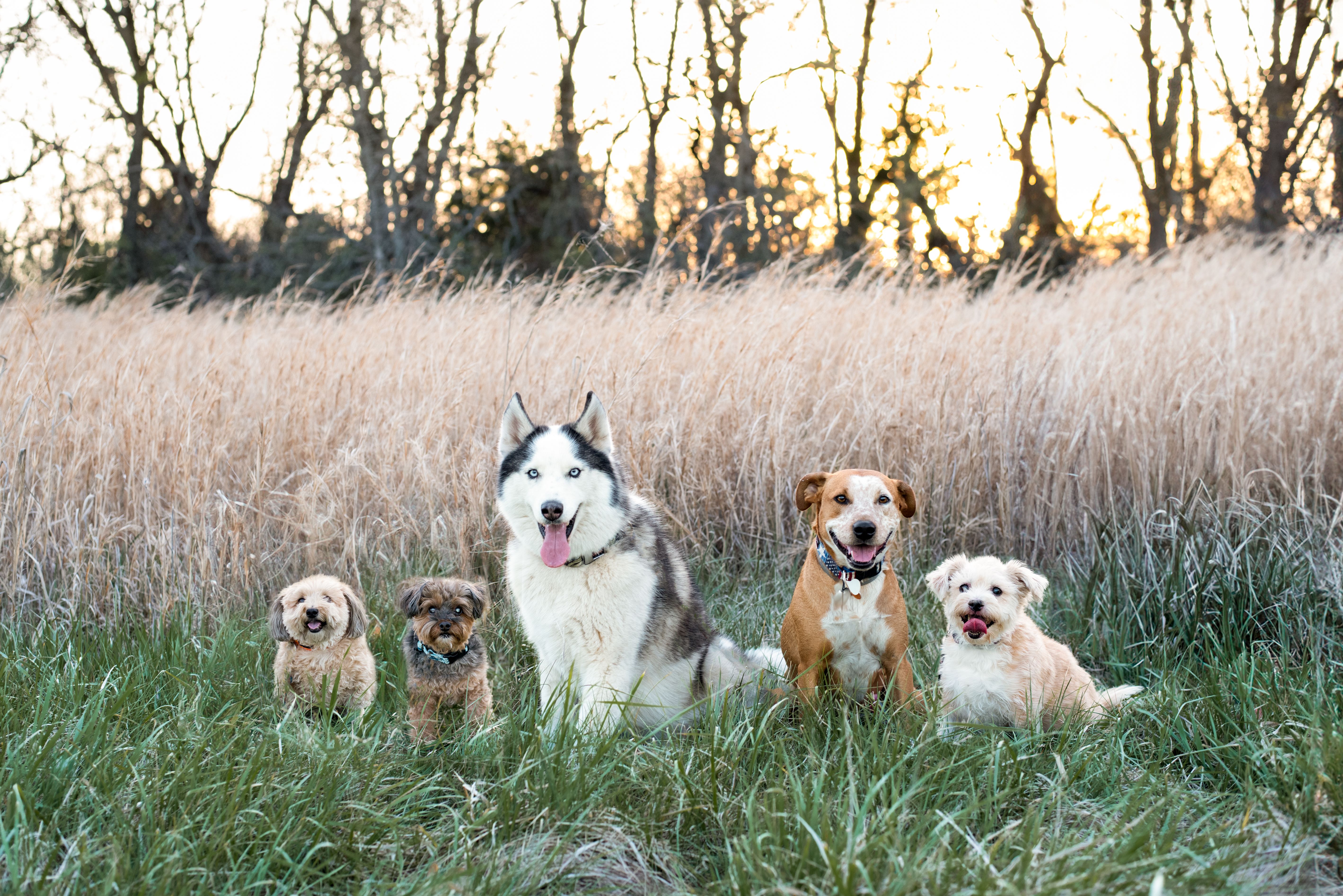 Pawsitive Tails, Inc