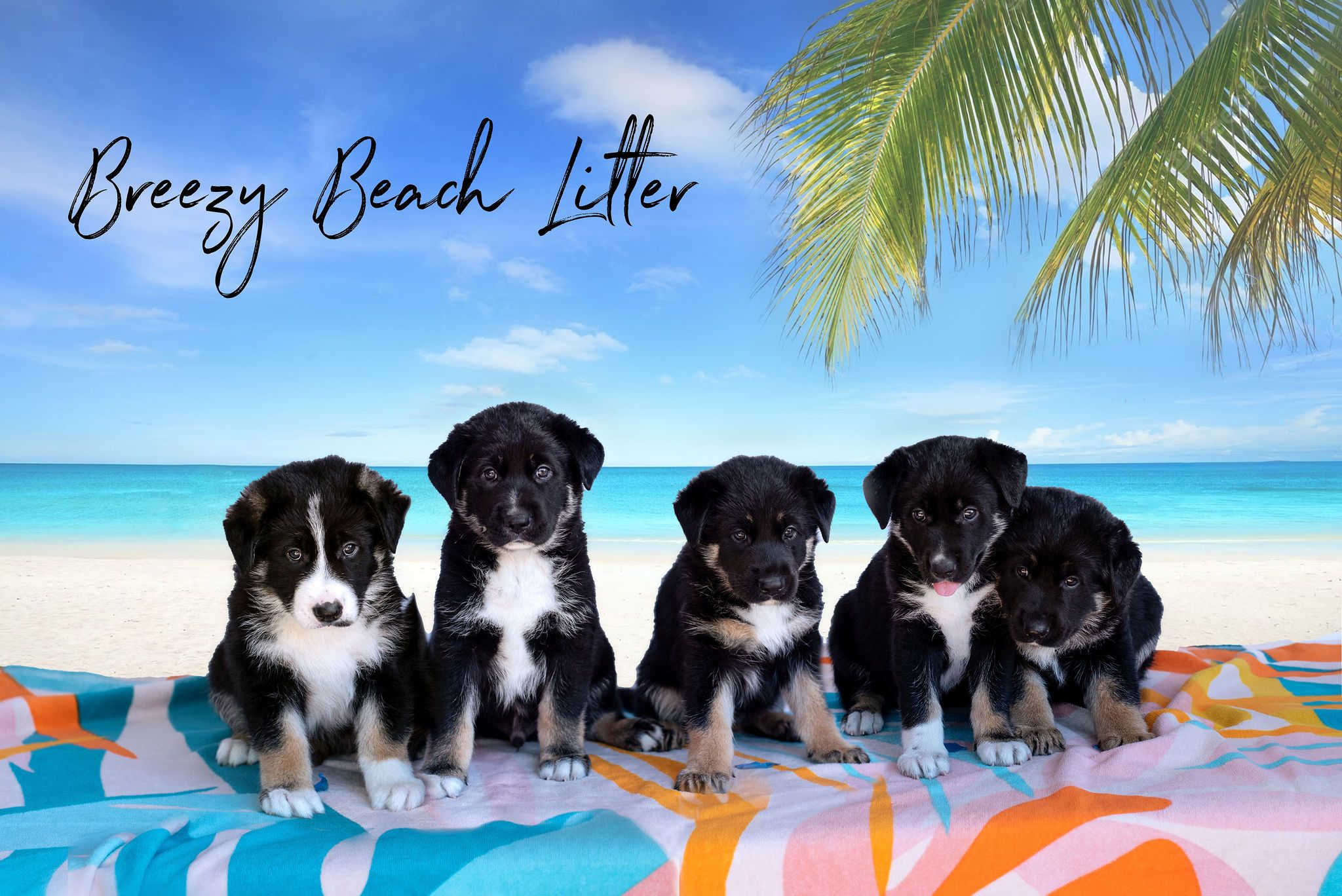 Pawsitive Tails, Inc