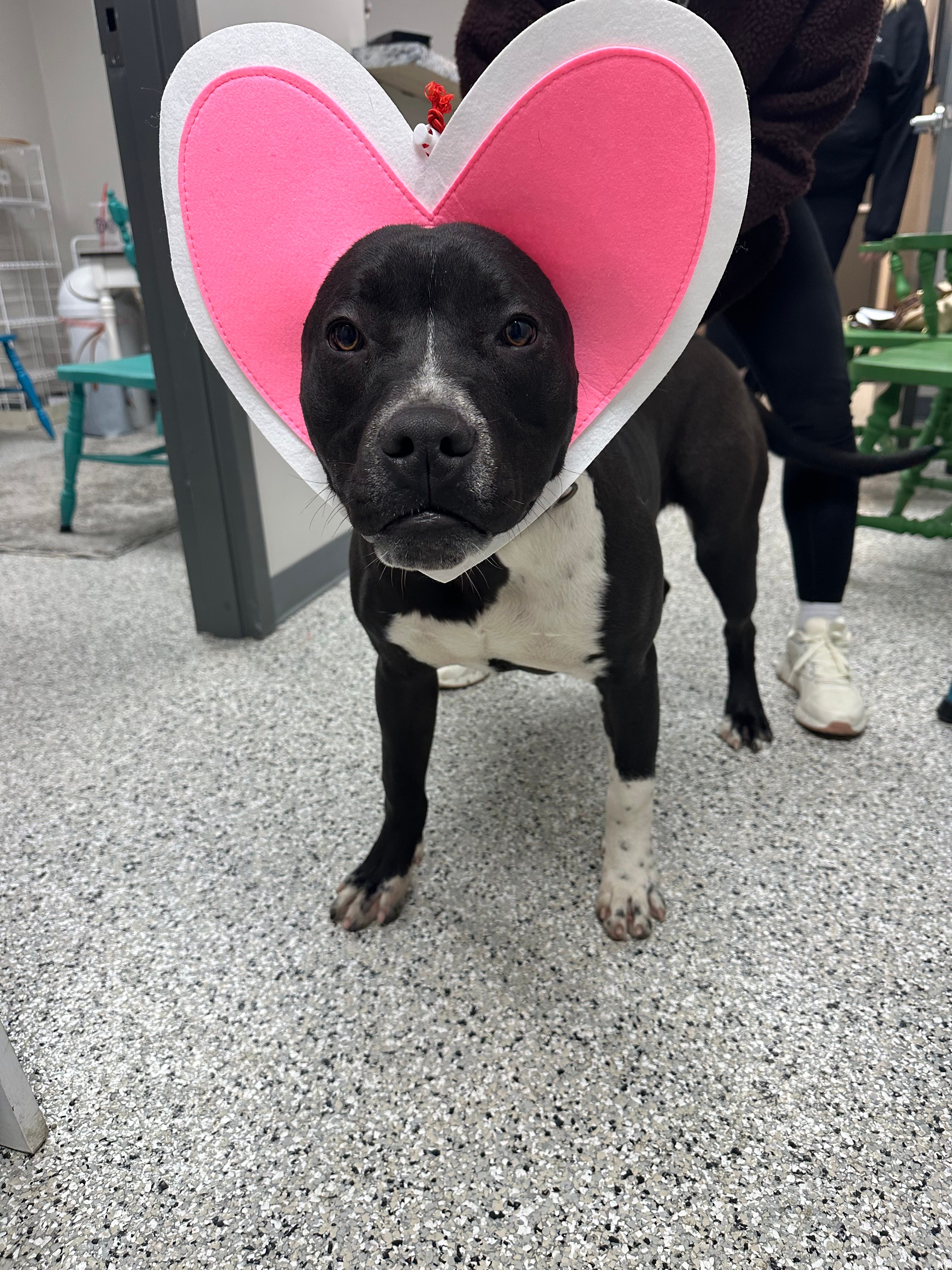 Humane Society of Ray County