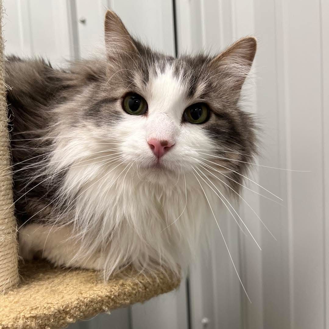 Humane Society of Ray County