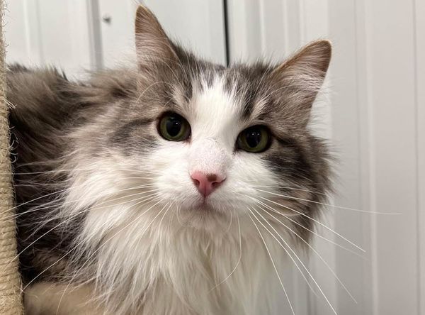 Humane Society of Ray County