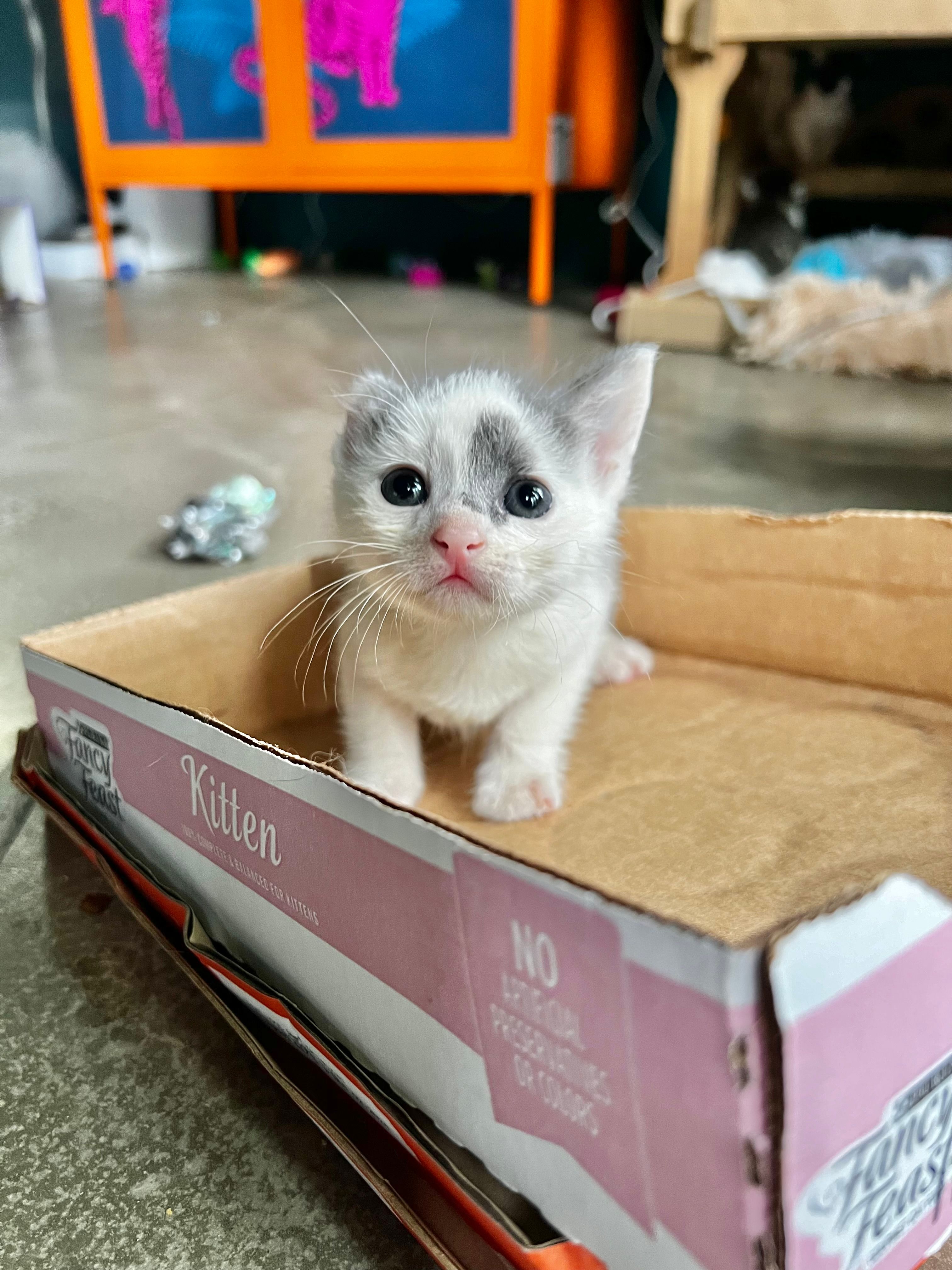 Inked Kittens Club