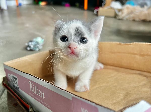 Inked Kittens Club