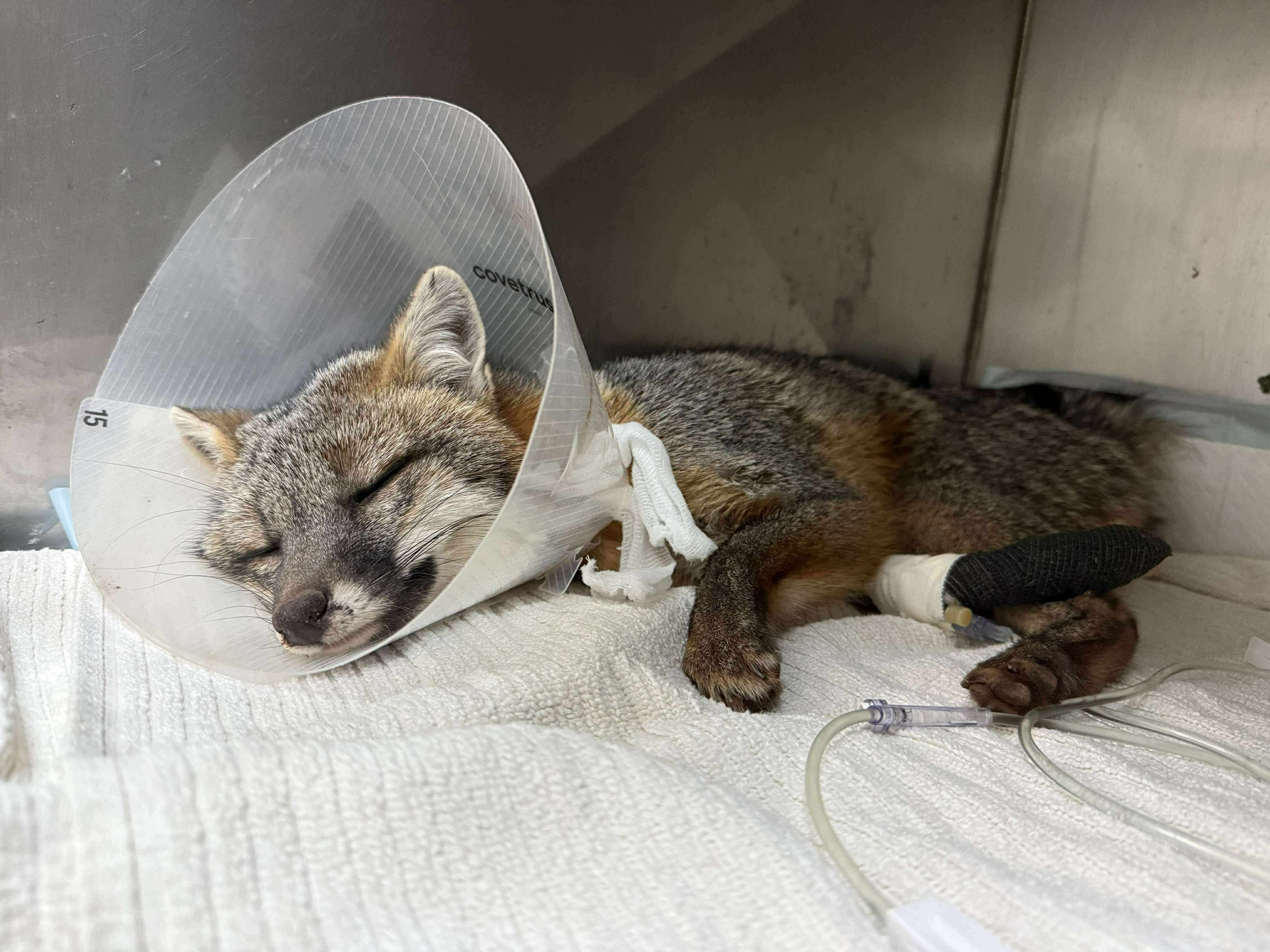 Carolina Wildlife Rehabilitation Center