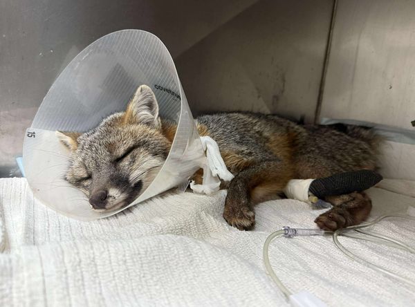 Carolina Wildlife Rehabilitation Center