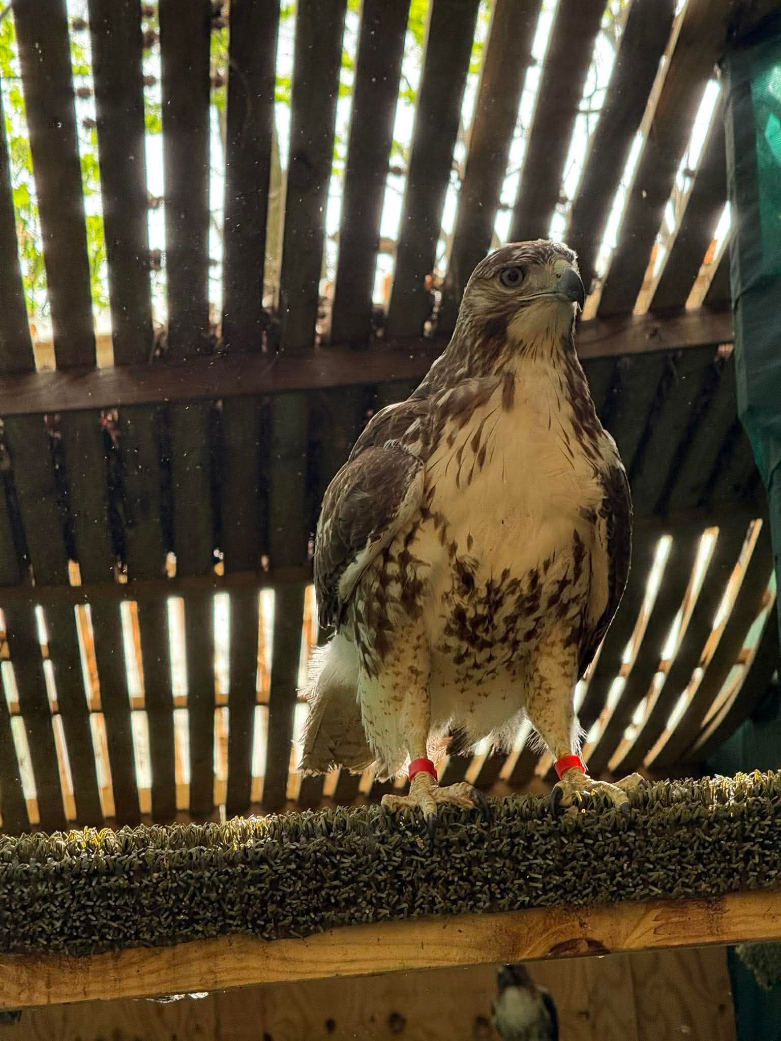 Carolina Wildlife Rehabilitation Center