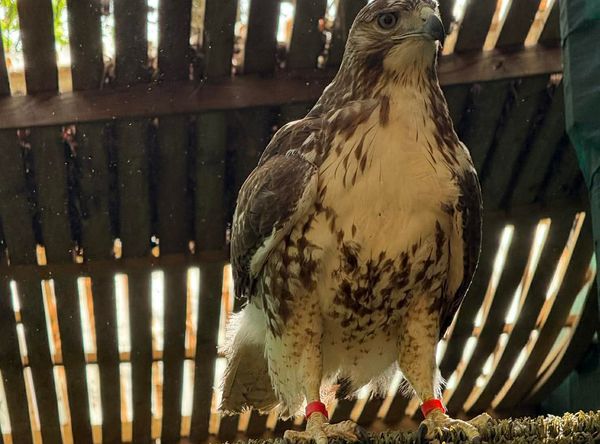 Carolina Wildlife Rehabilitation Center