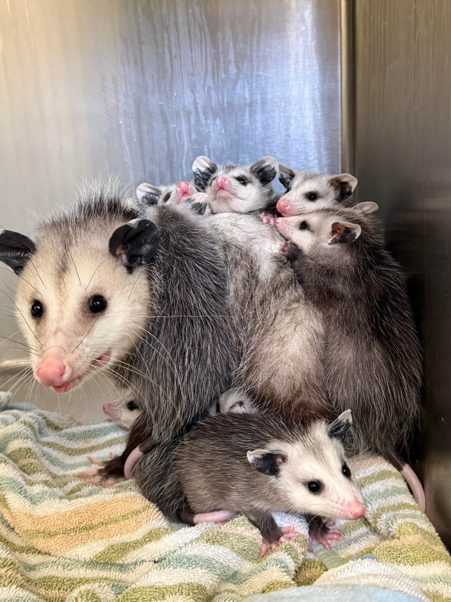 Carolina Wildlife Rehabilitation Center