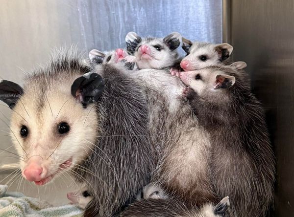 Carolina Wildlife Rehabilitation Center