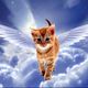 Kitty angels rescue