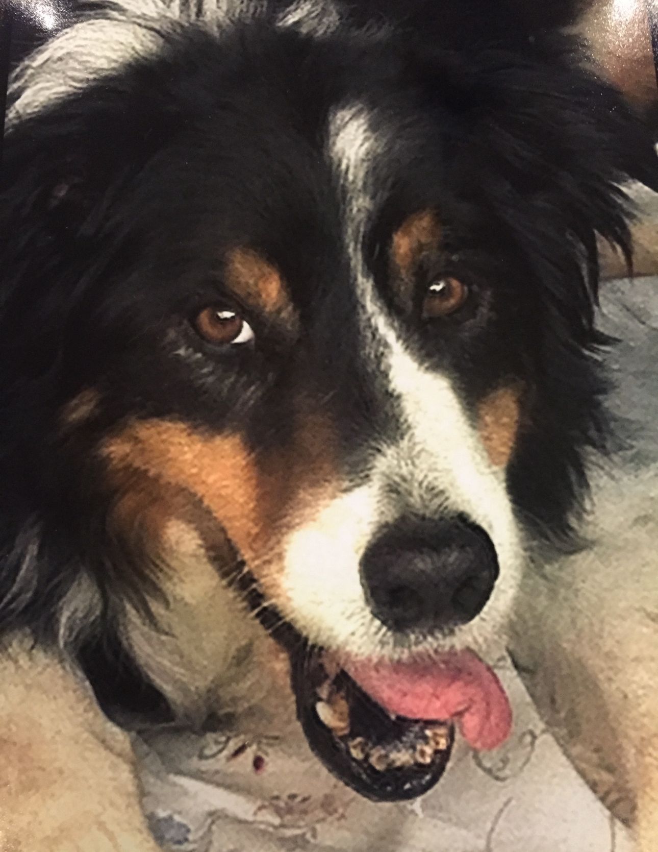 Nick's Neverland Senior Sanctuary