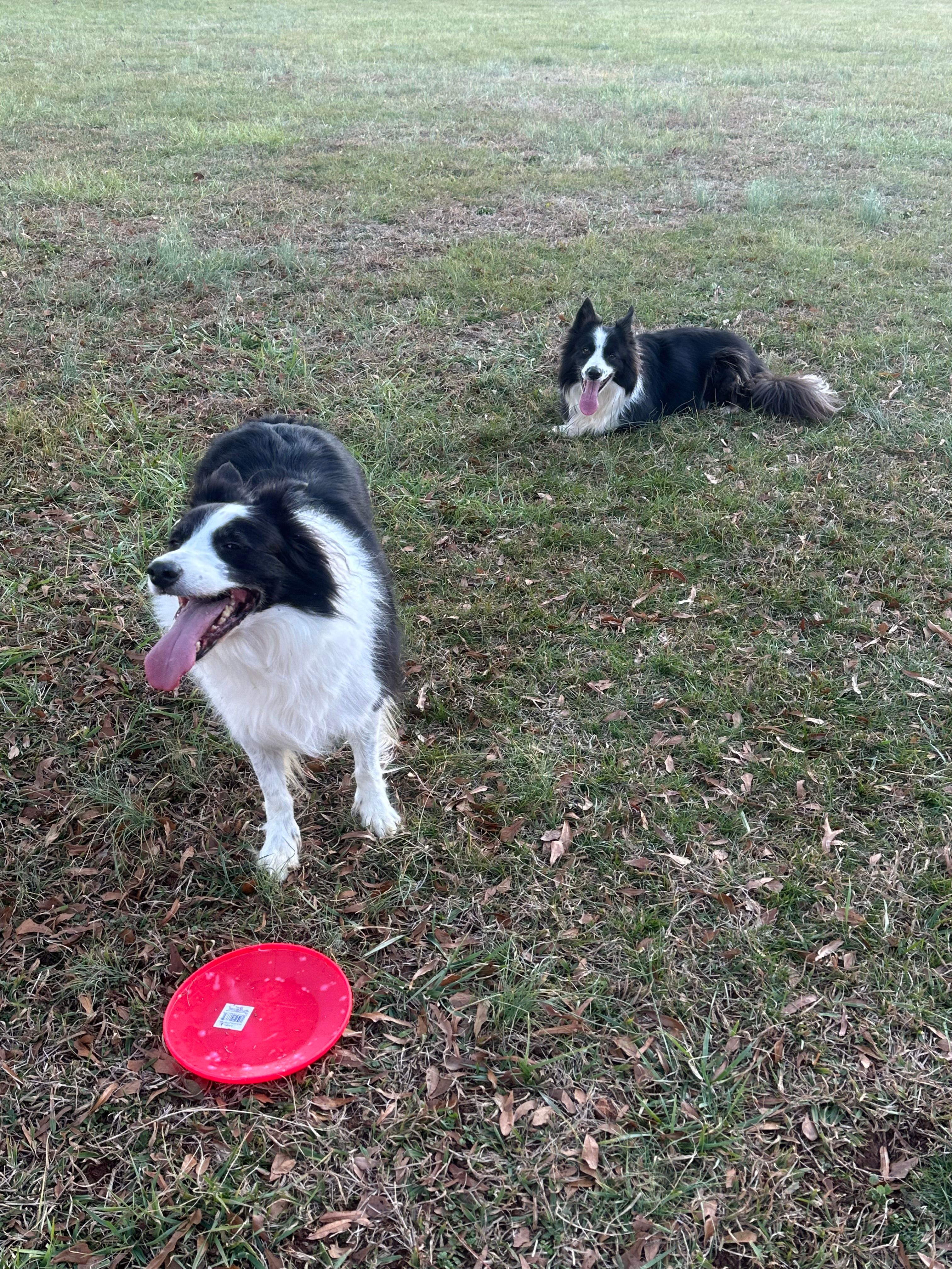 Nick's Neverland Senior Sanctuary