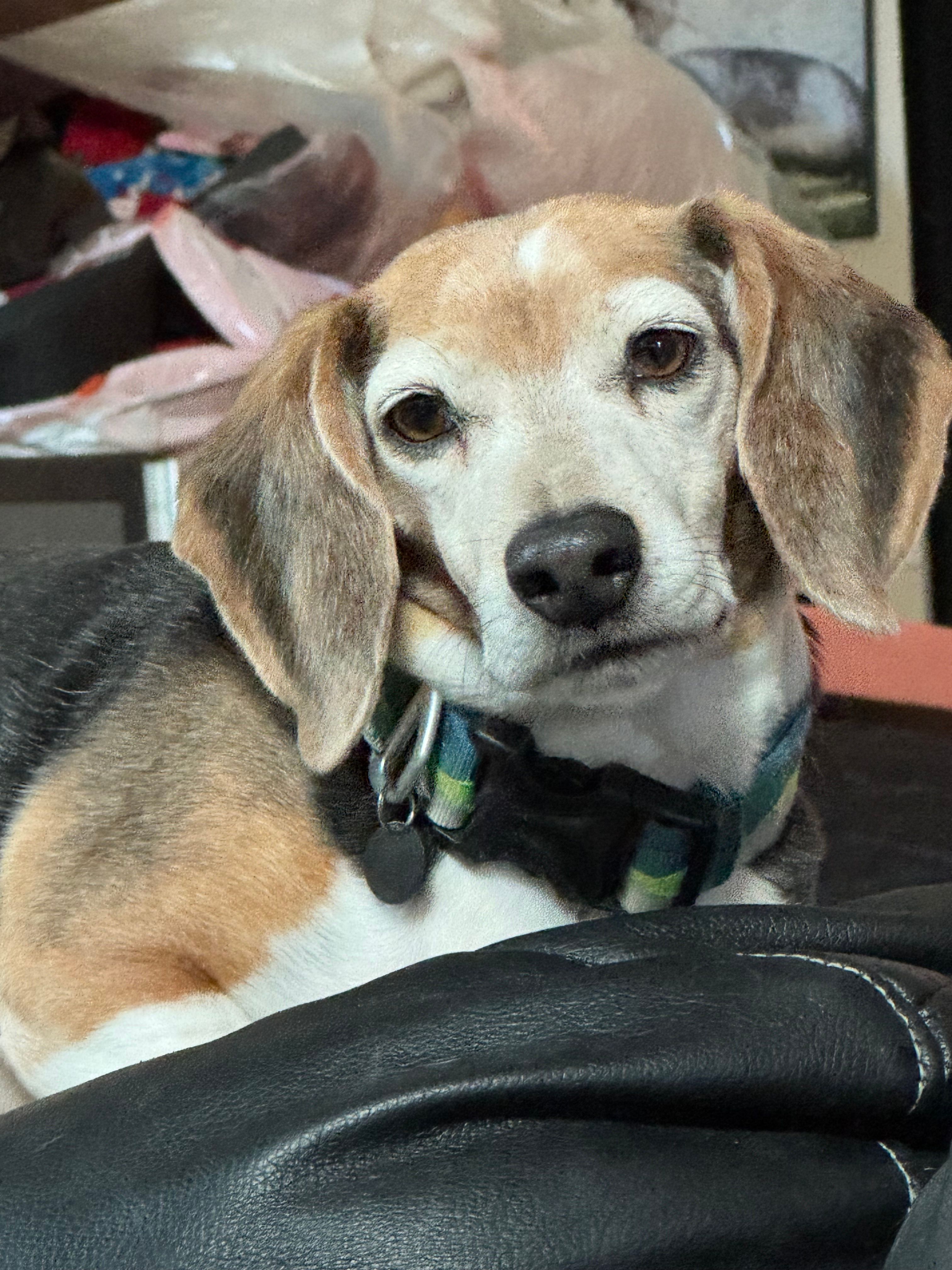 Grandy Beagle Rescue and Animal Sanctuary