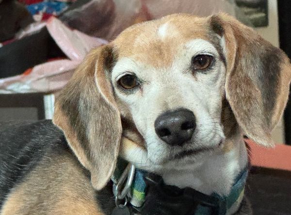 Grandy Beagle Rescue and Animal Sanctuary
