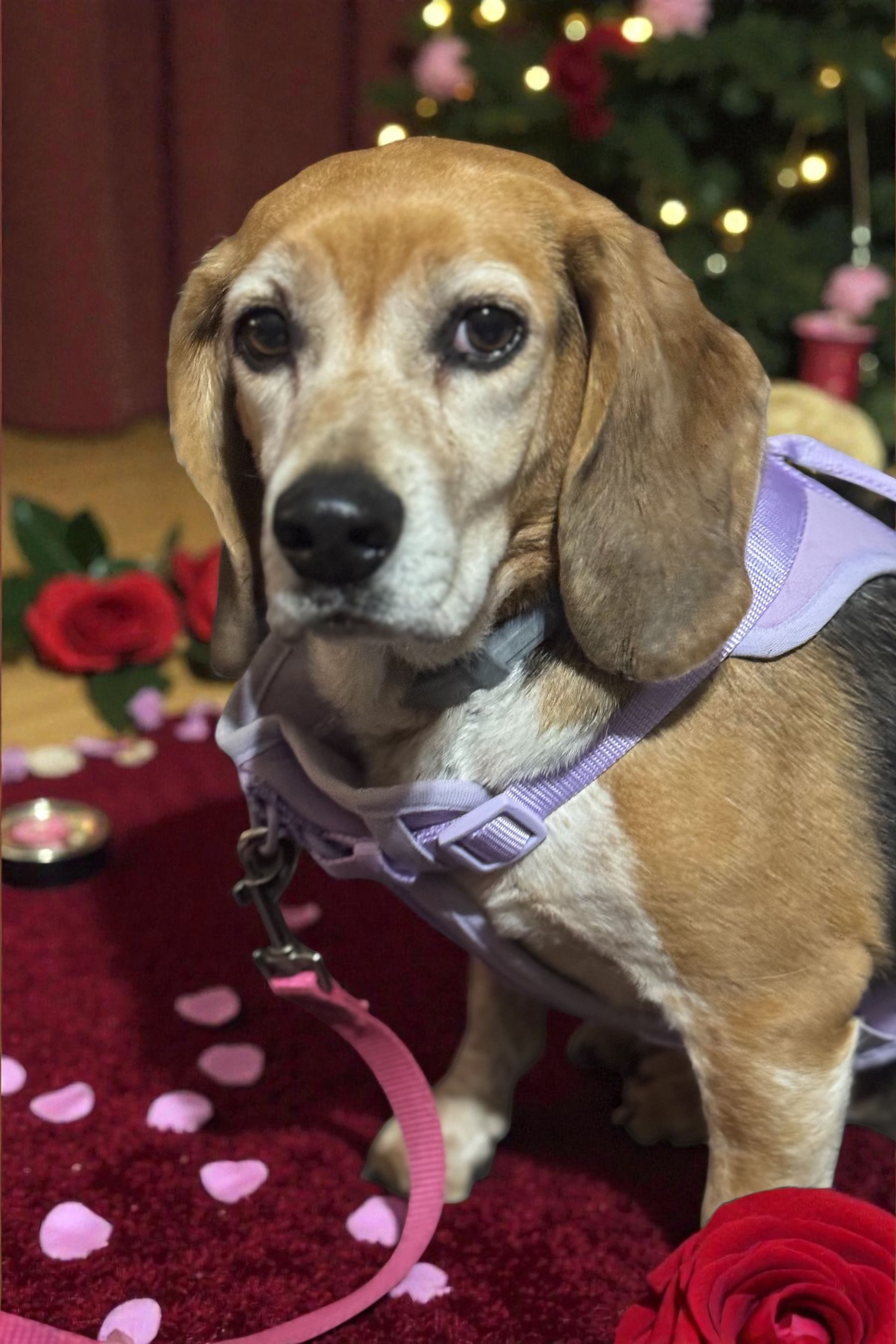 Grandy Beagle Rescue and Animal Sanctuary