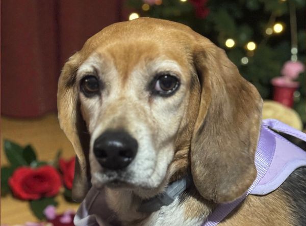 Grandy Beagle Rescue and Animal Sanctuary