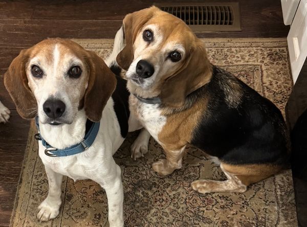 Grandy Beagle Rescue and Animal Sanctuary