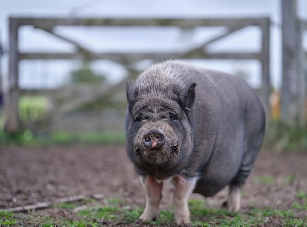 Tiny Hooves Rescue Inc