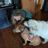 Chrissy's K-9 Kastle Corp.