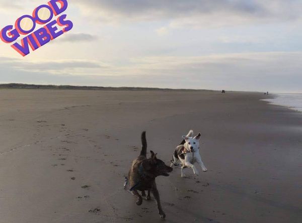 Chrissy's K-9 Kastle Corp.