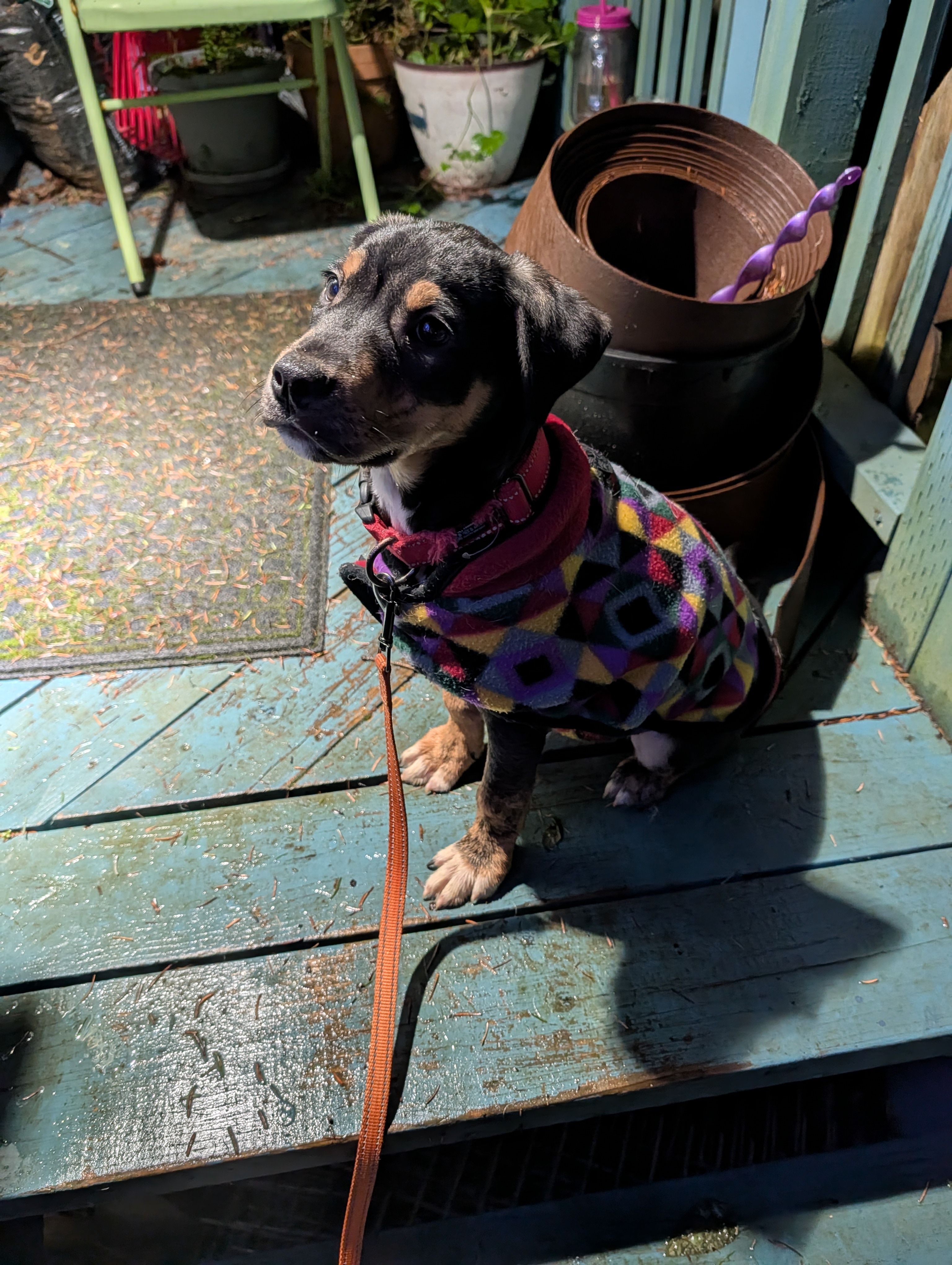 Chrissy's K-9 Kastle Corp.