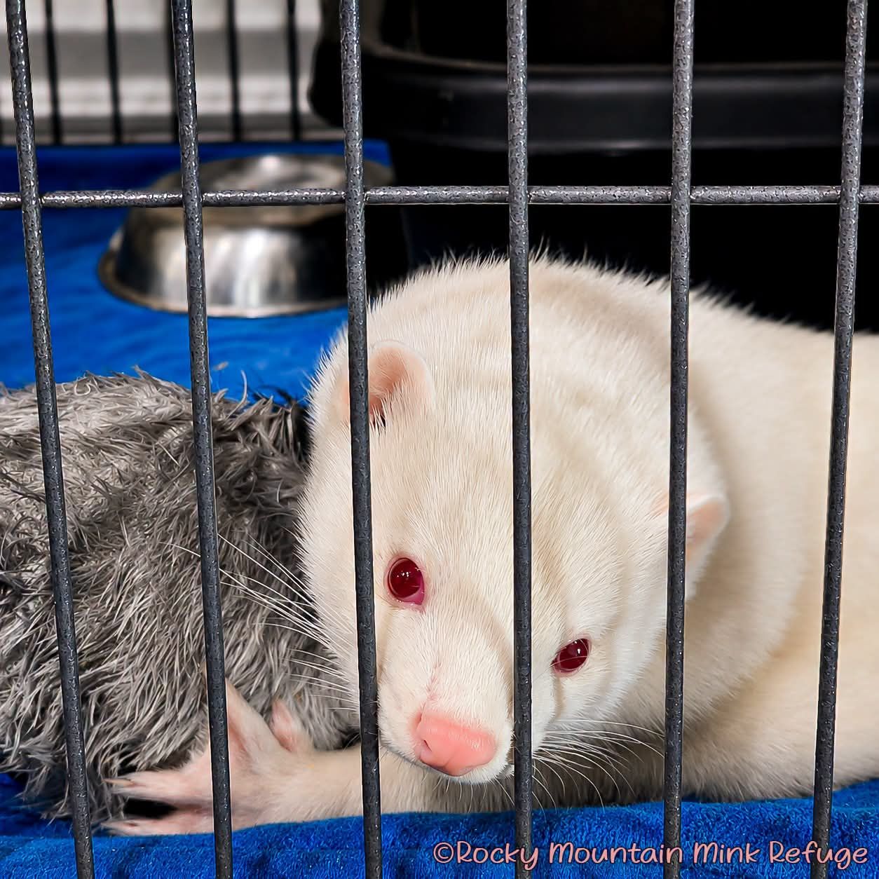 Rocky Mountain Mink Refuge