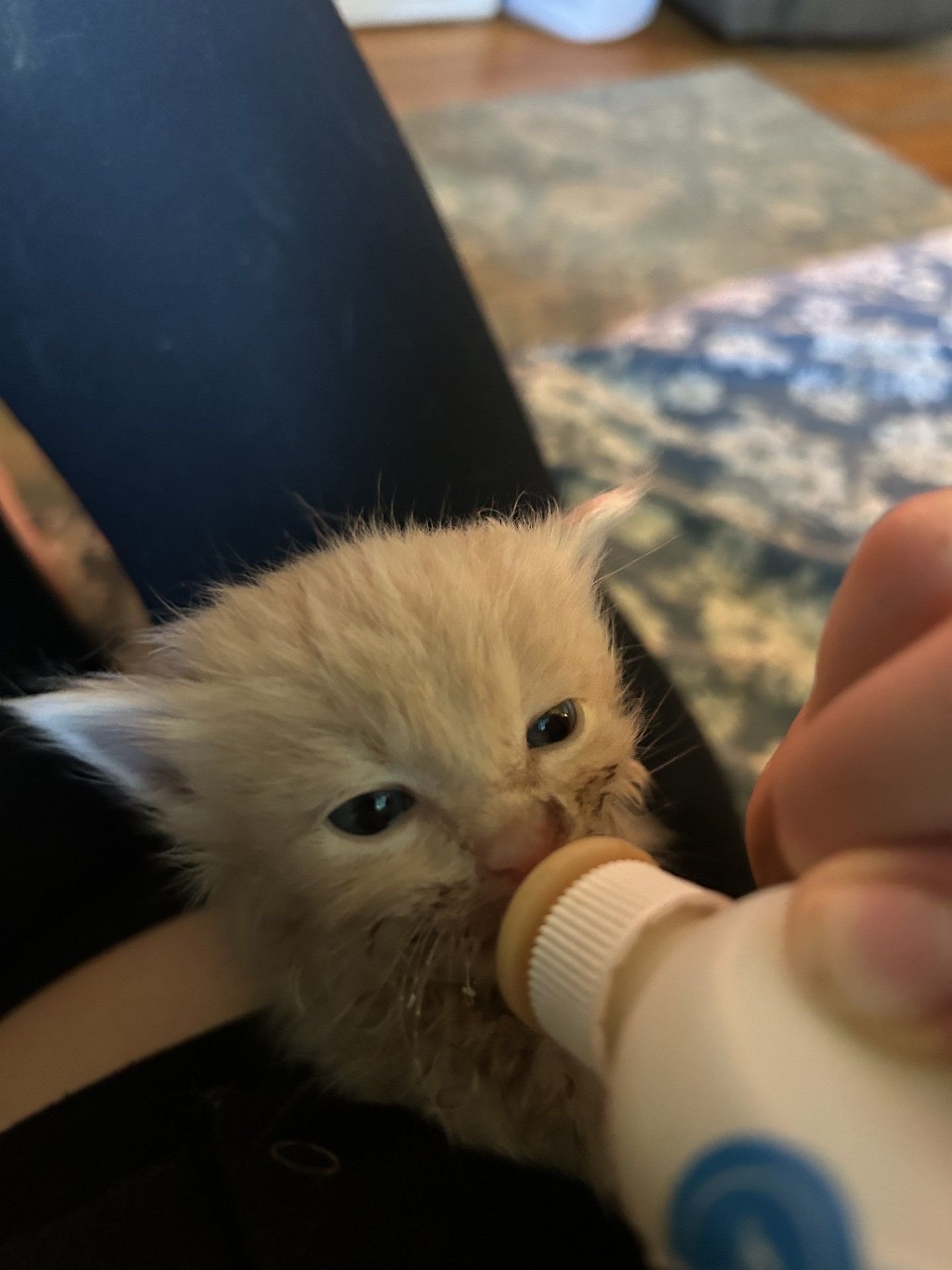 Saving Kittens Sanctuary