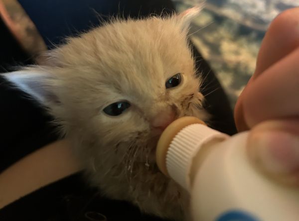 Saving Kittens Sanctuary