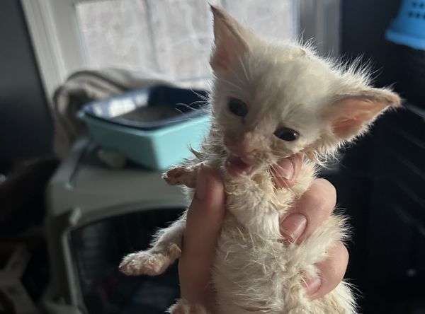 Saving Kittens Sanctuary