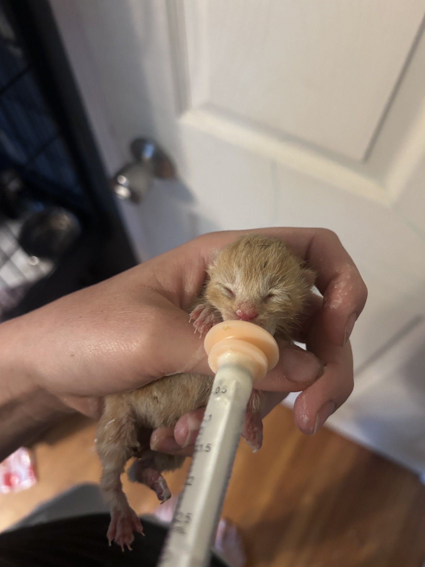 Saving Kittens Sanctuary