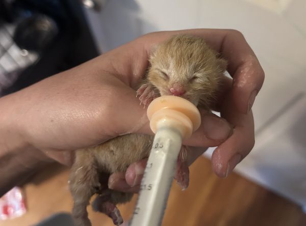 Saving Kittens Sanctuary