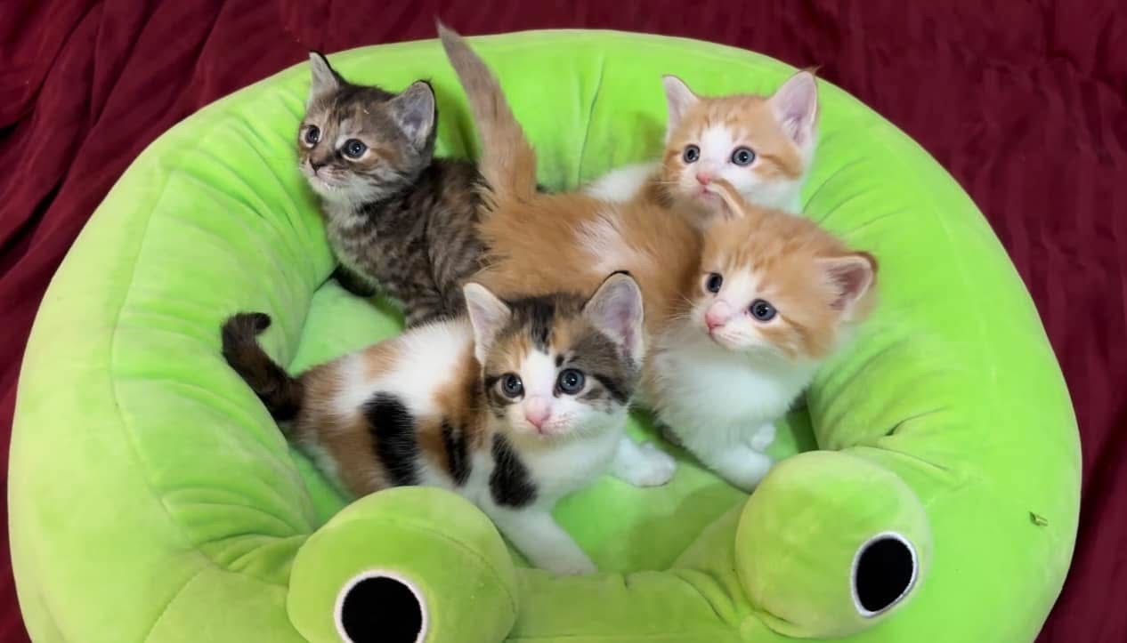 Alixs Fosters kitten rescue