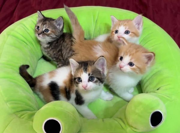 Alixs Fosters kitten rescue