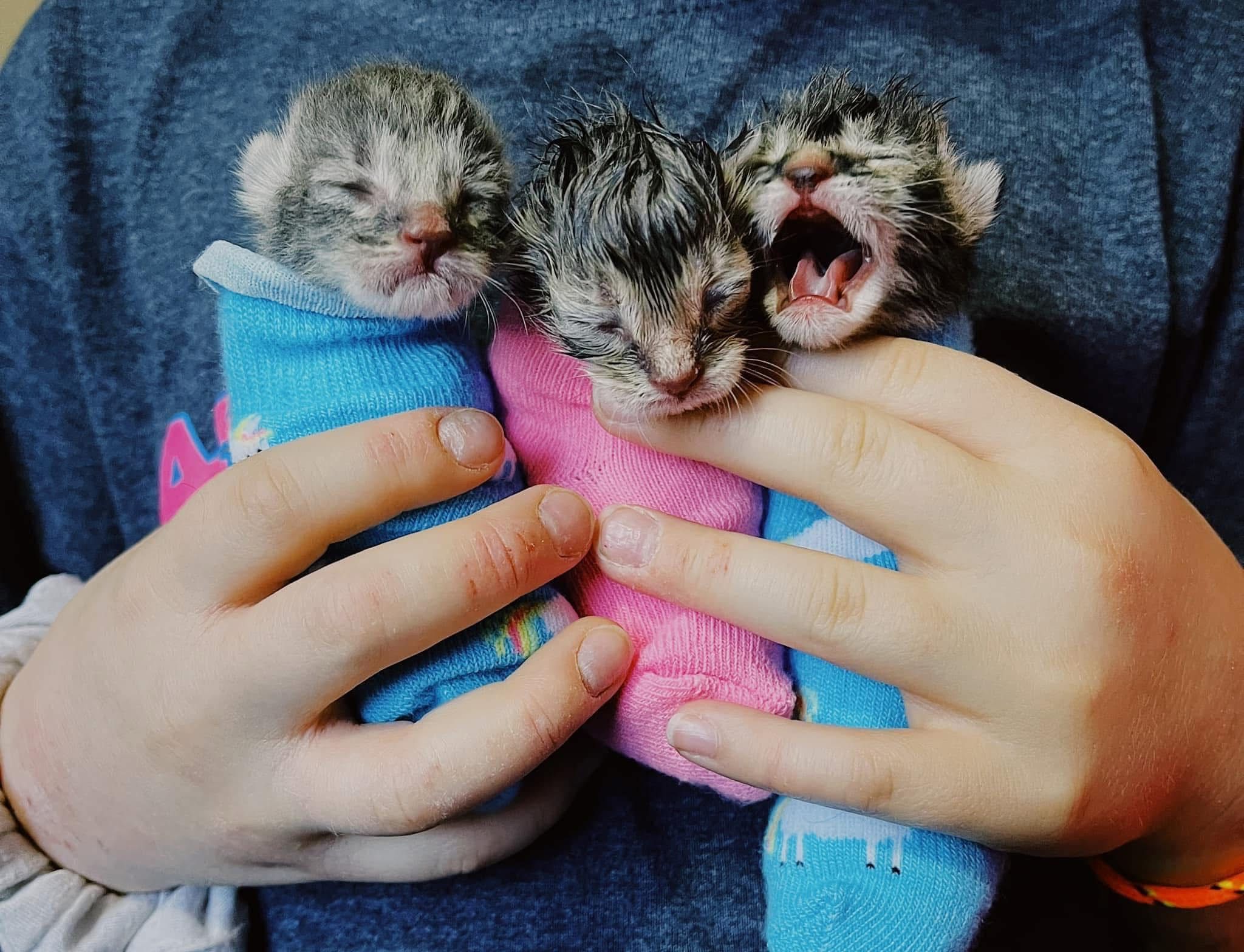 Alixs Fosters kitten rescue