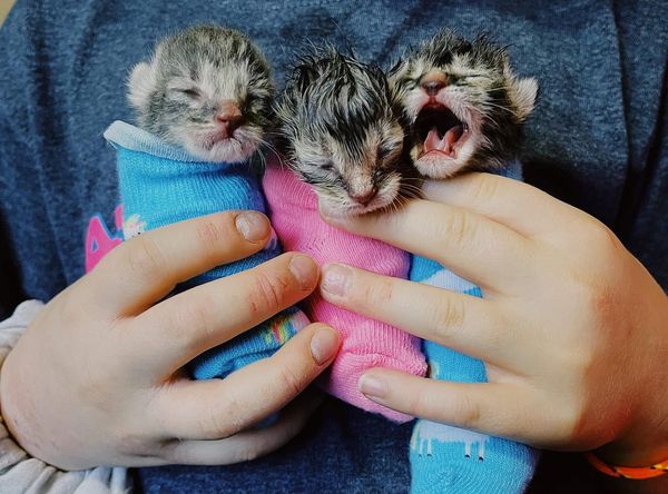 Alixs Fosters kitten rescue