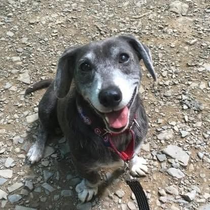 The Lucky Ones Canine Rehab and Rescue Support